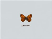 藏品(小灰蝶科)的圖片